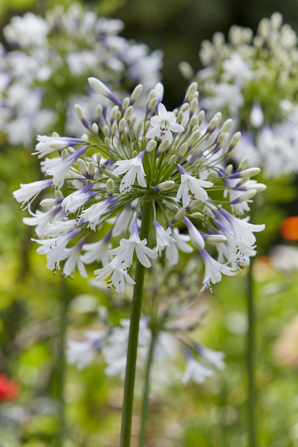 Skærmlilje 'Fireworks'